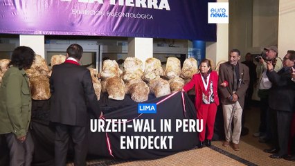 39 Mio Jahre alt und 340 Tonnen schwer - Urzeit-Wal in Peru entdeckt