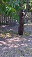 Chien écureuil dans un arbre