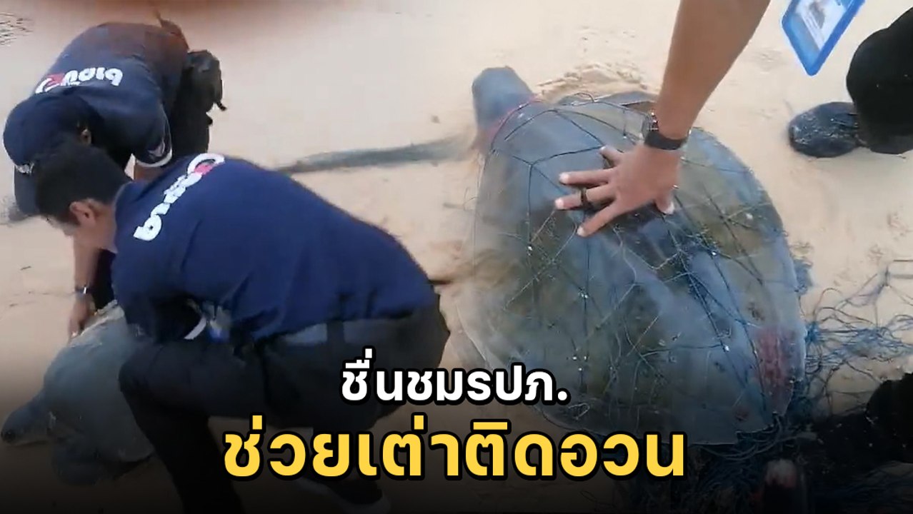 3 หนุ่ม รปภ. ช่วยชีวิตเต่าทะเลติดซากอวนประมง ชาวเน็ตชม ฮีโร่ตัวจริง