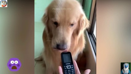 Human  Funny Dog in japan video 2023