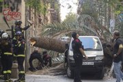 Críticas en Barcelona por la falta de mantenimiento de las palmeras tras matar una a una joven al caerle encima