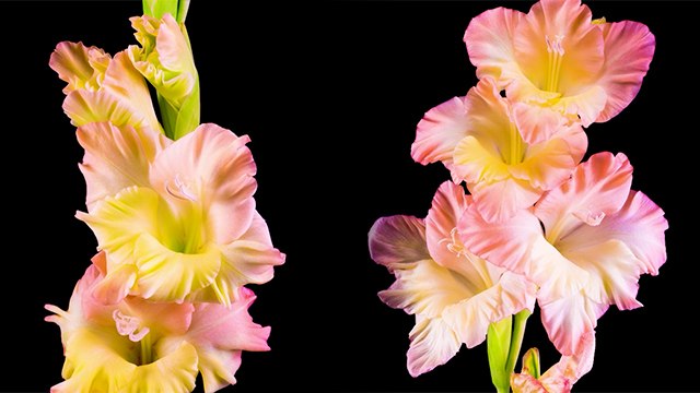 Flower Growing Time Lapse । Flower Growing UnderGround Time Lapse । Growing Flower Time Lapse ।