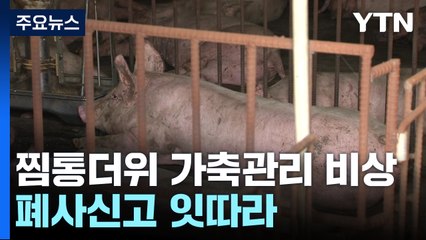 찜통 더위에 가축 관리 '비상'...폐사신고 잇따라 / YTN