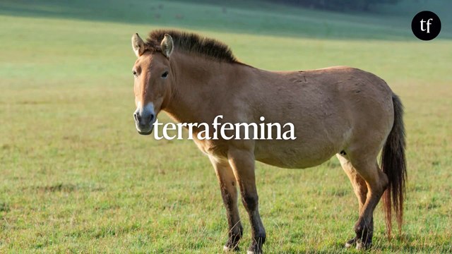 La viande de cheval bientôt interdite ? Plusieurs artistes signent la tribune lancée par Nicolas Dupont-Aignan