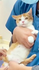 Funny cat videos | cute cats | Try not to laugh | Cat videos Compilation 2023