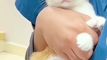 Funny cat videos | cute cats | Try not to laugh | Cat videos Compilation 2023