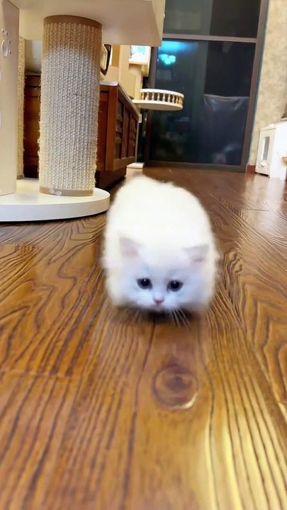 Funny Pets - Funny cat videos | cute cats | Try not to laugh | Cat videos