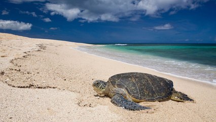 Florida County Shatters All-Time Sea Turtle Nest Record