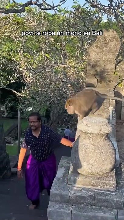 SNATCH & GRAB   #animals #nature #animal #wildlife #love #pets #cute #photography #pet #monkeydluffy #naturephotography #dogs #cats #wildlifephotography #animallovers #cat #instagram #petsofinstagram #photooftheday