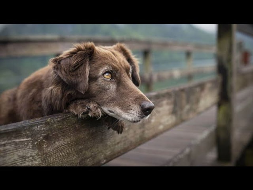 Voici les 6 raisons pour lesquelles votre chien tremble et comment y remédier