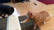 Blind kitty has incredible reaction to song made for cats (2)