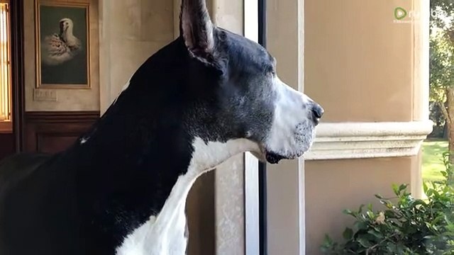 These dogs can't fathom a cat who loves taking showers