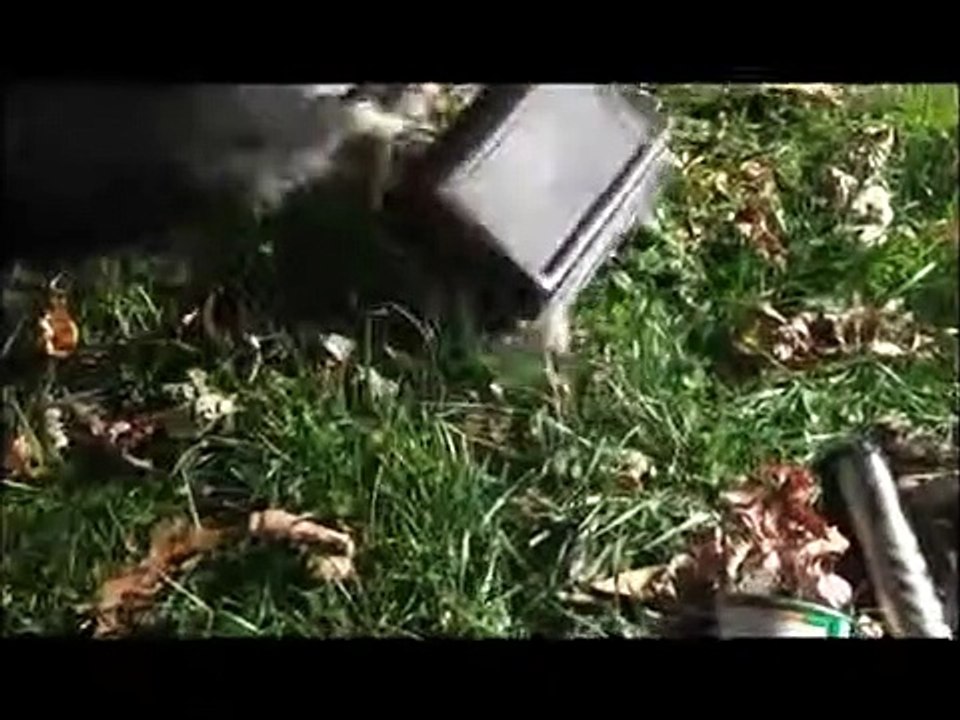 Wild raccoon celebrates Thanksgiving with his friends