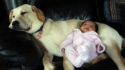Labrador puppy babysits newborn baby