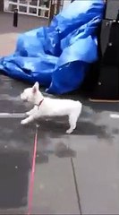 17-year-old deaf dog rocks out at concert