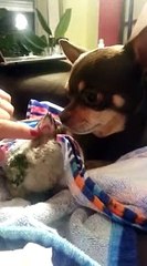 Adorable friendship between dog and baby parrot