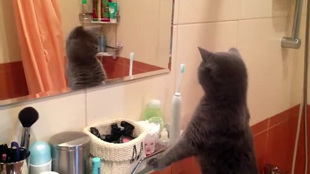 Cat admires himself in the mirror (2)