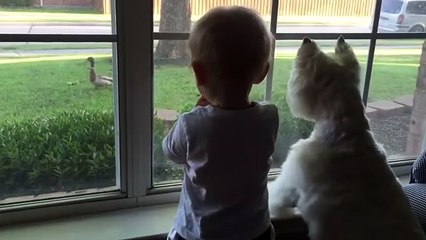 Duck on front lawn completely mesmerizes dog and baby