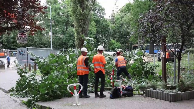 Kraków - wycinka drzew pod linię tramwajową