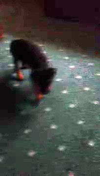 Loving puppy adorably cuddles baby