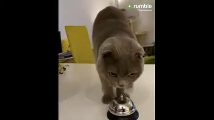 Very smart cat rings the bell to get treats