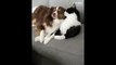 Just a cat kissing his doggy best friend (2)