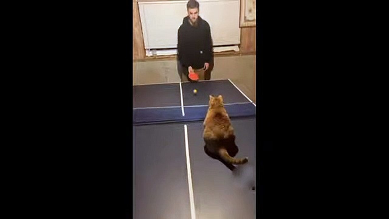Athletic cat turns out to be a table tennis pro