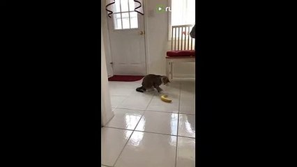 It's safe to say that this cat doesn't like bananas (2)