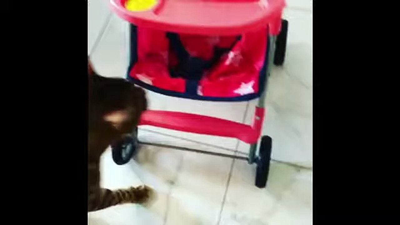 This cat loves going for rides in a child's stroller