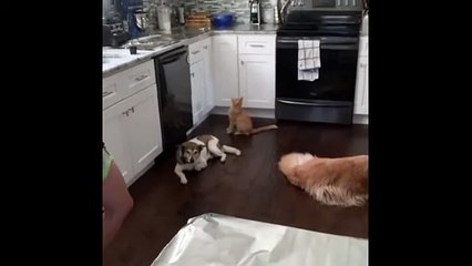 Simple & genius way to keep cats from jumping on kitchen counter (2)