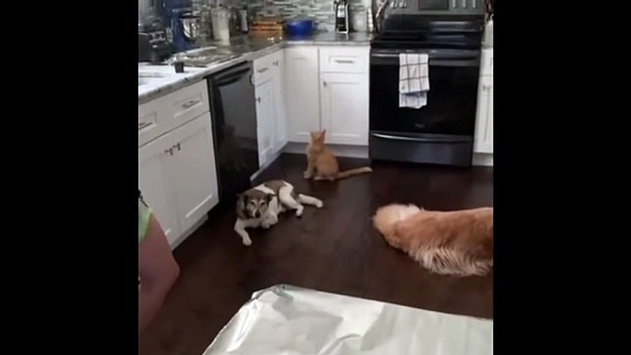 Simple & genius way to keep cats from jumping on kitchen counter