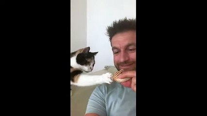 Watch this kitten beg for some scraps in the cutest possible way