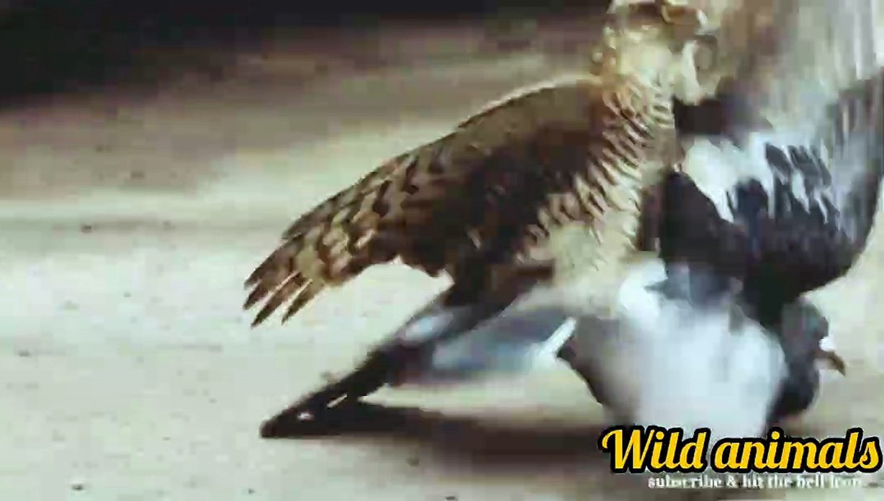 Wild animals