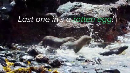 Adorable Baby Seal and Mom   Baby Animals   Love Nature