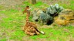 Adorable Baby Animals   Giraffes, Zebras, and Muskoxen   Love Nature