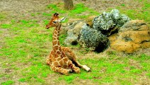 Adorable Baby Animals   Giraffes, Zebras, and Muskoxen   Love Nature