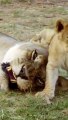 Adorable Cub Cousins Unite! #lion #lioncub #wildlife