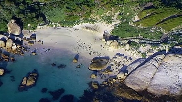 African Penguins At The Beach Animal Facts Love Nature