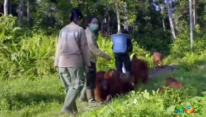 Baby Orangutan Learns to Crack Coconut   Love Nature
