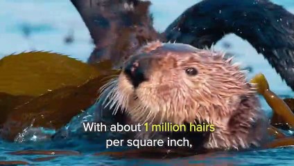 Baby Otter Snuggles On Mom’s Belly   Love Nature (2)