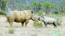 Baby Rhino Approaches Dangerous Rhino Bull