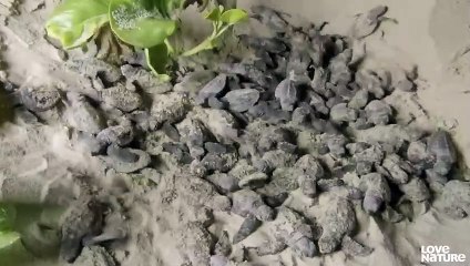 Baby Turtles Battle Ghost Crabs for Survival   Love Nature