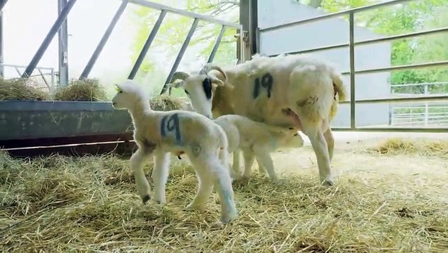 Best of Animal Moms Love Their Babies Mothers Day Love Nature