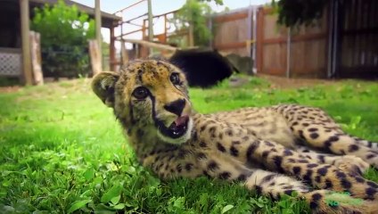 Cheetah And Dog Are Best Friends   Oddest Animal Friendship   Love Nature