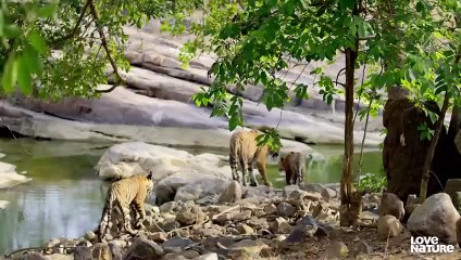 Bengal Tiger Cubs Wrestling in Water   Love Nature