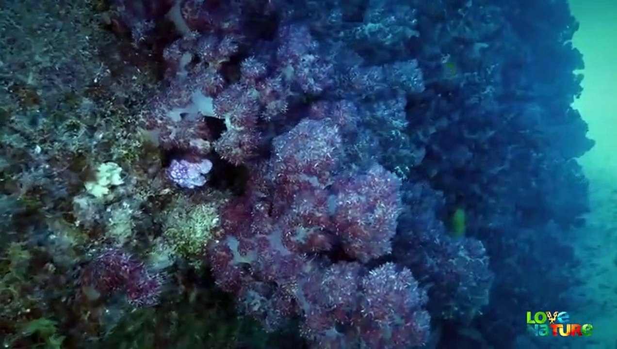 Coral Killing Crown-of-Thorns Starfish Destroyed By Giant Snail