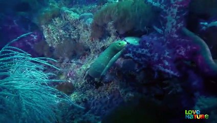 Deadly Swimming Snake Hunts Deep Sea Fish