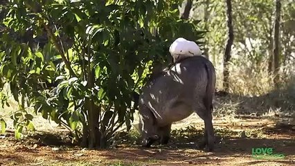 Dogs Love Their Little Warthog Sister   Oddest Animal Friendship   Love Nature