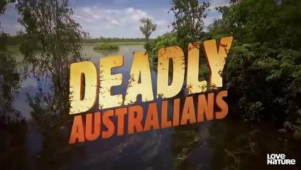 EPIC Crocodiles Hunting for Unsuspecting Prey   Love Nature