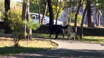 Reportan la presencia de perros ferales entre Jalisco y Zacatecas